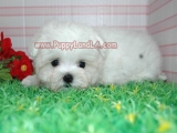 teacup maltese